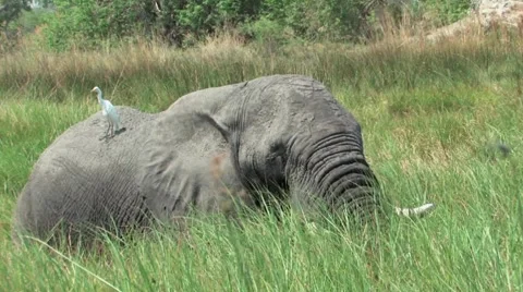 Okavango Delta Elephants Stock Footage 943456