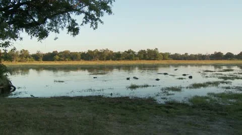 Okavango Delta Landscape Видео 11134757