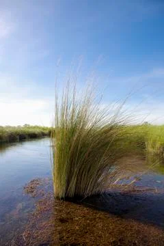 Okavango delta Stock Photos