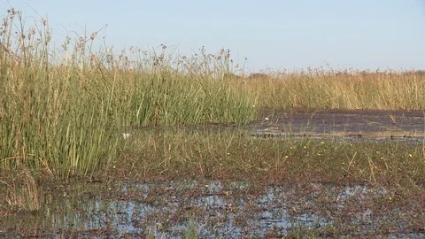 Okavango Delta scenic Video stock 106355753