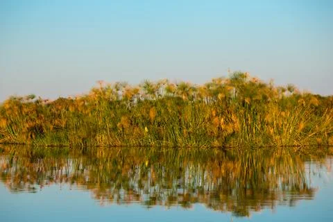 Okavango Reeds Stock Photos
