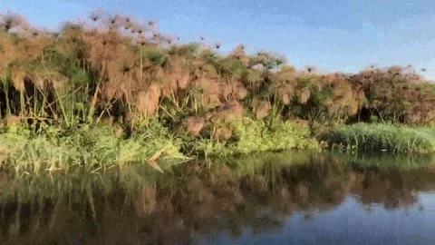 Okavango River view from a speed boat 库存影片 203838855