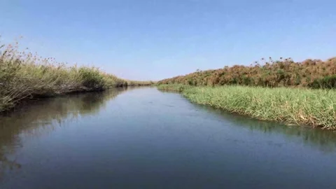 Okavango River view from a speed boat, with hippo grass and papyrus 库存影片 203838935