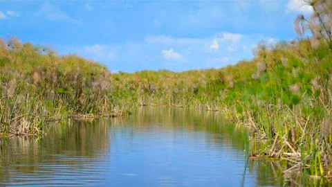 Okawango Stockfoto's