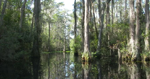 Okefenokee Swamp 2 Stock Footage 255971342
