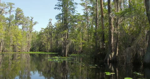 Okefenokee Swamp Stock Footage 255969540