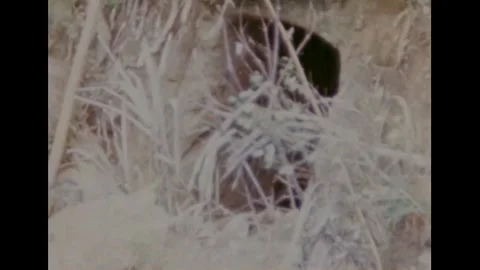 OKINAWA - 1945 - US Marines throw grenades into enemy hiding places on Okinawa, Stock Footage 331213657