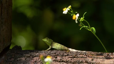 Okinawa Tree Lizard Stock Footage 298827634