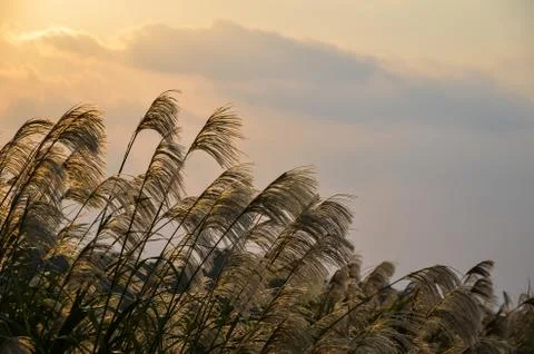 Okinawan grass landscape Stock Photos