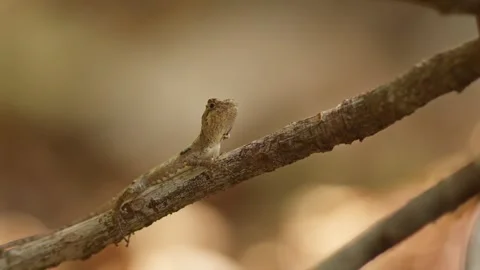 Okinawan Tree Lizard and Ant. Stock Footage 264798367