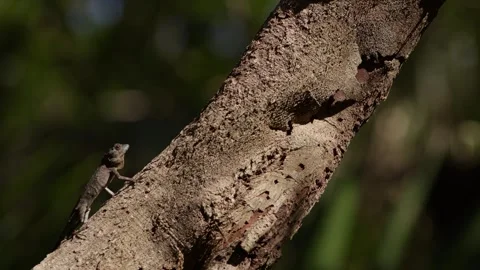 Okinawan Tree Lizard Bobbing Head. Stock Footage 264798225