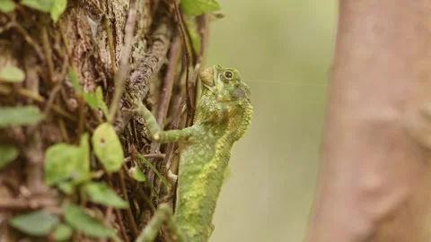 Okinawan Tree Lizard Eating Caterpillar. Stock Footage 268935258