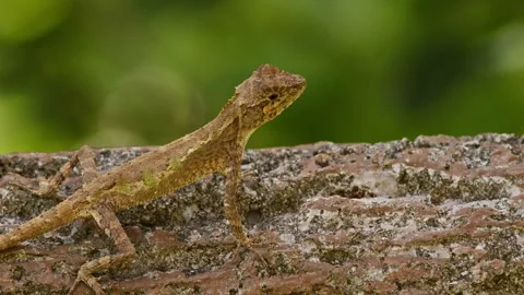 Okinawan Tree Lizard Hunting For Insects. Stock Footage 281221872