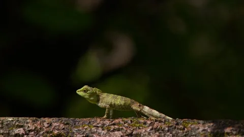 Okinawan Tree Lizard Hunting For Insects. Stock Footage 285104887