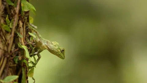 Okinawan Tree Lizard Hunting For Insects. Stock Footage 285381142