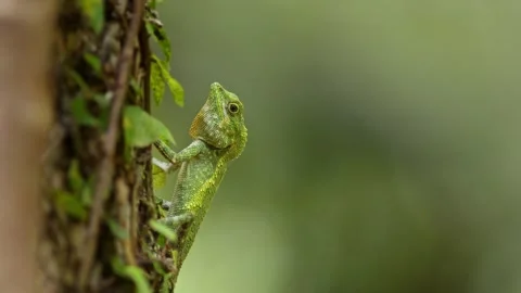 Okinawan Tree Lizard Hunting For Insects. Stock Footage 285381212