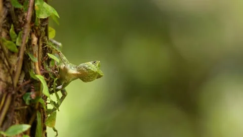 Okinawan Tree Lizard Hunting For Insects. Stock Footage 285381256