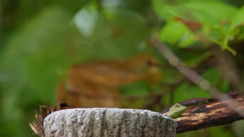 Okinawan Tree Lizard Leaping on a Tree. Stock Footage 285104908