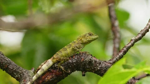 Okinawan Tree Lizard Resting in a Tree. Stock Footage 285104955
