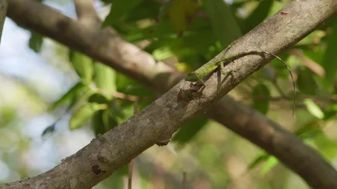 Okinawan Tree Lizard Running Along a Branch. Stock Footage 264798327