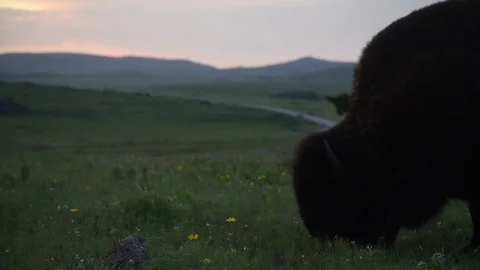 Oklahoma Bison Grazing at Sunset Stock Footage 79463544