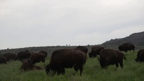 Oklahoma Bison Before Sunset Stock Footage 79462811