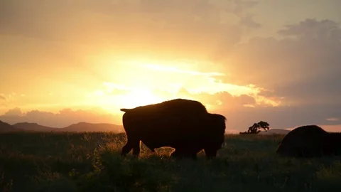 Oklahoma Bison Walking into Sunset Stock Footage