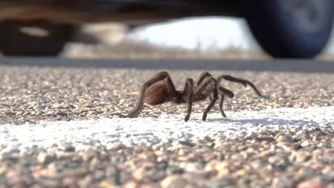 Oklahoma Brown Tarantula 4K Video stock 81116603