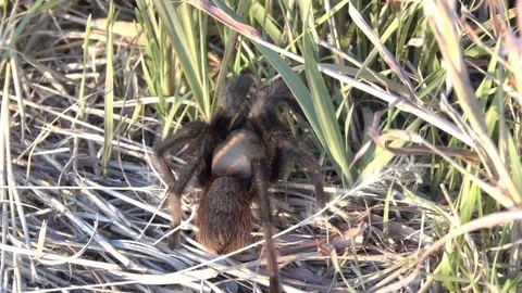 Oklahoma Brown Tarantula Slow Motion Stock Footage 81154687