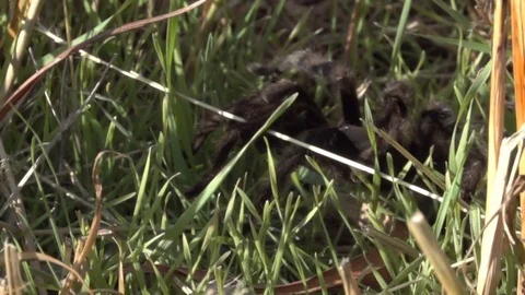 Oklahoma Brown Tarantula In Slow Motion Stock Footage 81154785