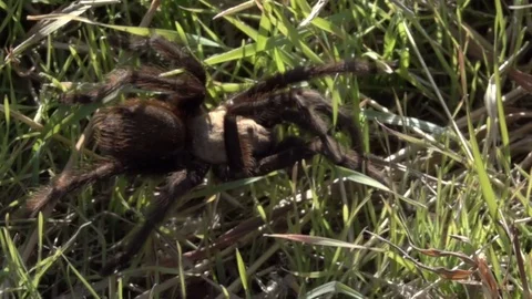 Oklahoma Brown Tarantula In Slow Motion Video stock 81154795