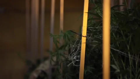 Oklahoma guardsman cutting marijuana plants at illegal drug growing facility Video stock 220478932