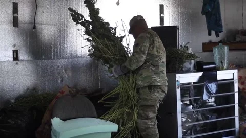 Oklahoma Guardsman removing marijuana plants from illegal drug growing facility Video stock 220478981