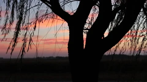 Oklahoma Sunrise through a Willow tree 動画素材 41382362