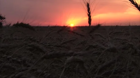 Oklahoma wheat waving in wind at sunset Video stock 42350742