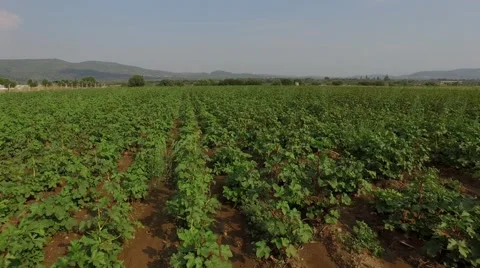 Okra Field Stock Footage 53236671