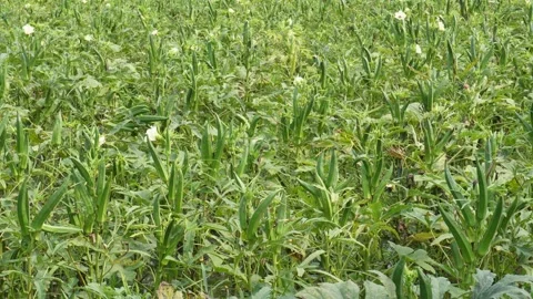 Okra Field Stock Footage 346722008