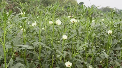 Okra Fields Stock-Footage 332595168