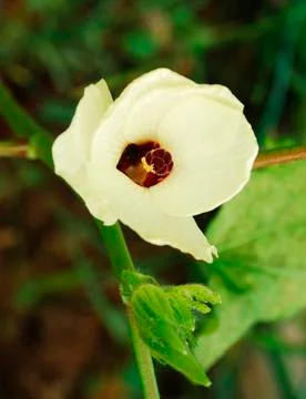 Okra Flower Stock Photos