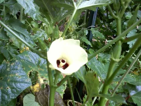 OKRA FLOWER 스톡 사진