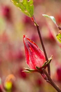 Okra fresh fruit on tree Foto stock