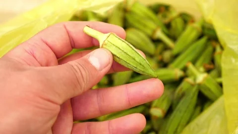 Okra fruit in the hand of a cook, a large amount of fresh okra, 動画素材 157913875