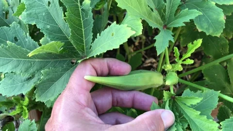 Okra growing in the garden Stock Footage 159811066