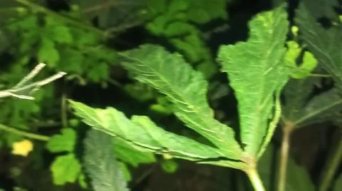 Okra Leaf Vein Texture and Pests Close Up 写真素材