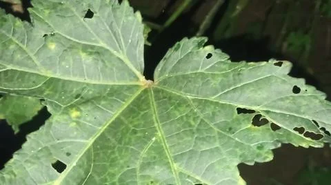 Okra Leaf Vein Texture and Pests Close Up 写真素材