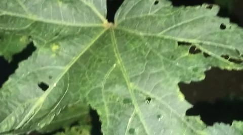 Okra Leaf Vein Texture and Pests Close Up Stock-Fotos
