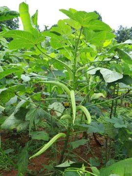 Okra or lady's finger vegetable plant with flower in the garden. 1Z0A9784 Stock Photos