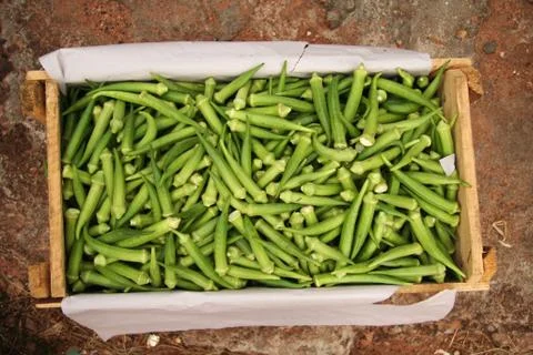 Okra Stock Photos