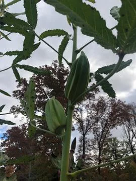 Okra 库存照片