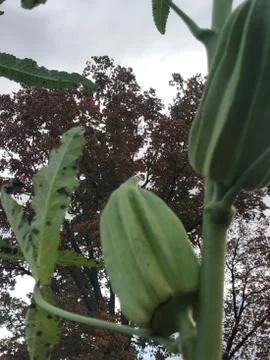 Okra Fotos Stock